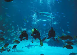 aquarium poema del mar love gran
