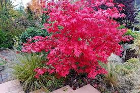 Stunning Small Trees For Small Gardens