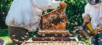 essential gifts for every beekeeper