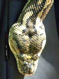 carpet python morelia spilota free