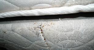 ignore signs of bed bugs