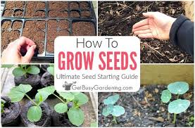 Seed Starting 101 The Ultimate Guide