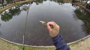 One of the main things about beginning your bass fishing hobby is being able to find a suitable body of water near enough where you live that you can get in quite a bit of practice without having to go too out of your way. Best Place To Go Bass Fishing Near Me Cheap Buy Online