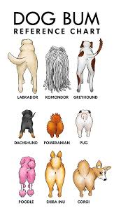 Dog Bums Reference Chart Art Print