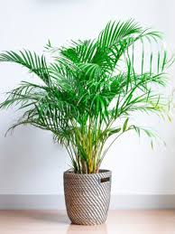 Areca Palm Plants How To Grow Areca