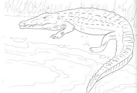 Shop coloring books for adults and art supplies. Free Printable Alligator Coloring Pages For Kids