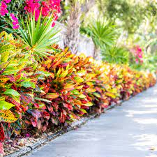 Best Shrubs To Grow In Florida