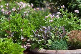 Grow Your Own Mediterranean Herbs In A