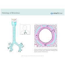 Histology Of Bronchus