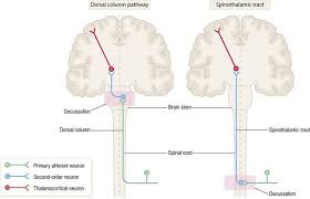 sensory and motor pathways clinical gate