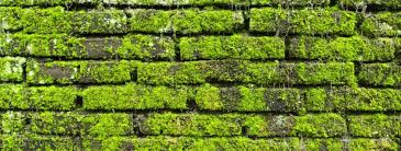 How To Clean Moss Off Brick Home