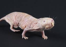 More than a third of the world's land surface and nearly 75 percent of freshwater resources are now devoted to crop or livestock production. The World S Ugliest Animals