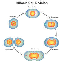 mitosis vs meiosis what are the main