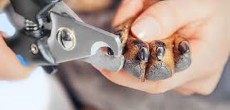 how to cut dachshund nails sweet