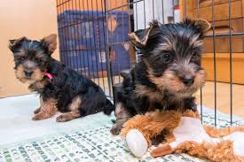 silky terrier dog breed