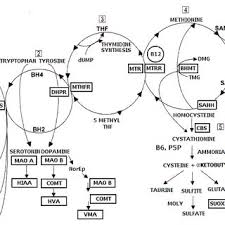 The Yasko Methylation Cycle This Figure Shows The