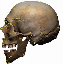 Wikipedia explains why there is a however, such discrepancies between various sources are only differences in how to classify and/or. Relationships Between The Skull And The Face For Forensic Craniofacial Superimposition Springerlink