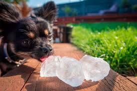 A dollop of cream / mashed potato. Can I Give My Dog Ice Cubes To Cool Down Rspca Settles Debate With Top Tips Mirror Online