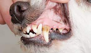 tooth infection in dogs top dog
