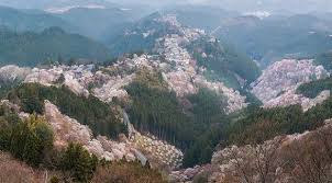 بالصور: اكتشف معنا أهم المواقع السياحية اليابانية التي تتفتح فيها أزهار  الربيع