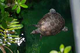 Das zoo med tortoise house kommt als kompletter bausatz zu ihnen nach hause und ist ganz einfach aufzubauen. Schildkroten Haltung Wasser Und Landschildkroten Richtig Halten