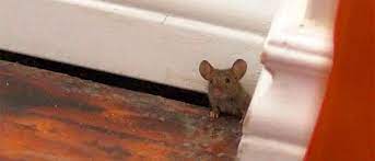 Where Do Mice Hide Insights Into Mice