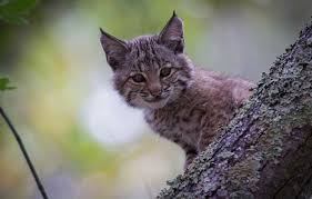 Wallpaper Look Cub Kitty Lynx Face
