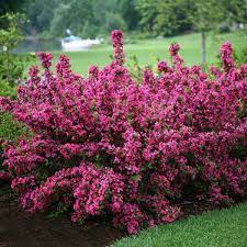 best shrubs for the front of the house