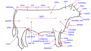 Anatomy Of Beef Cattle Beef2live Eat Beef Live Better