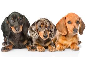 But one has to admit these creamed colored dogs are very lovely to look at. What Colours Can Dachshunds Be I Love Dachshunds