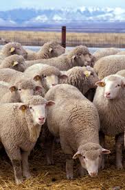 Sheep Wikipedia