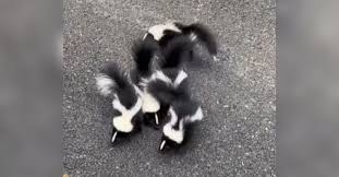 woman encounters baby skunks on the