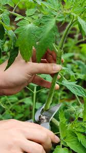 4 reasons to top your tomato plants