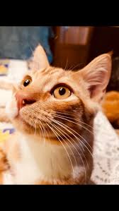 How do cats use their whiskers to catch their prey? What Happens To Your Cat If You Cut Off Its Whiskers Quora