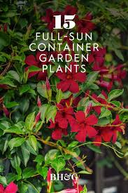 15 Container Garden Plants That Can