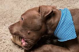 best chew toys for pit bull puppies
