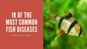 18 of the most common fish diseases