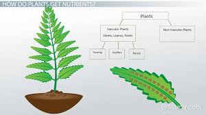 clifying plants lesson for kids