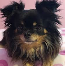 sbret zoey long haired chihuahua rescue