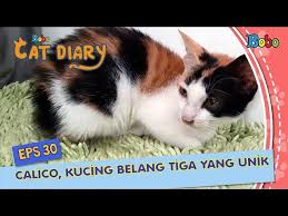 Ternyata mimpi kucing mempunyai tafsir yang mengejutkan! Diary Kucing Eps 30 Kenapa Kucing Belang Tiga Selalu Betina Youtube