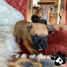 bugg puppies frenchie look alike