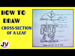 Cross section of a leaf. Cross Section Of Leaf Diagram Class 10 Biology Youtube