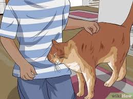 But even short haired cat breeds can, and do, develop pesky hair mats. How To Detangle Cat Fur 11 Steps With Pictures Wikihow Pet