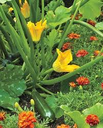 Plants Growing Vegetables