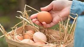 Pourquoi les poules pondent des œufs mous ?