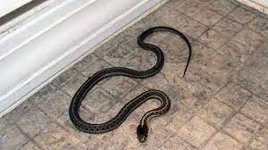 a snake in your basement