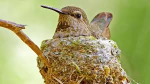 10 Weird And Wonderful Bird Nests Mental Floss