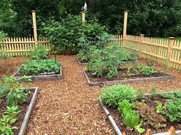 Starting Your Own Vegetable Garden
