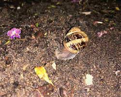 6 pet friendly snail and slug s