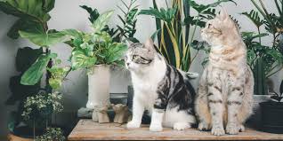 10 S To Keep Cats Away From Plants